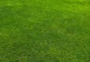 Lawn